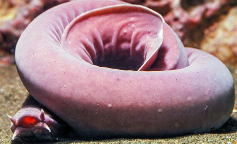 hagfish Archives | Critter Science