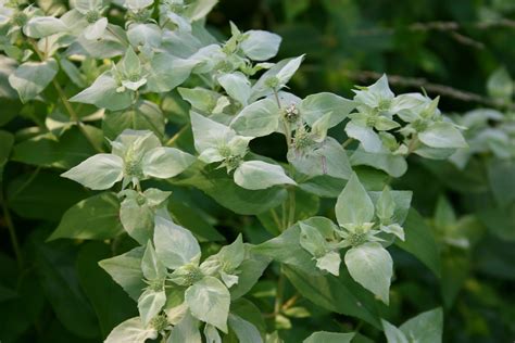 Pycnanthemum muticum / Short-Toothed Mountain Mint – One Nature Plant ...