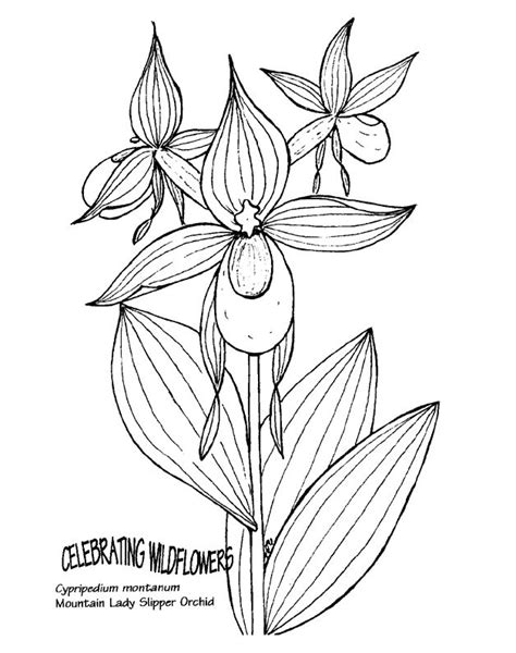 minnesota state flower drawing - Vena Salcedo