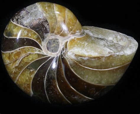 2" Cretaceous Nautilus Fossil - Madagascar (#29631) For Sale - FossilEra.com