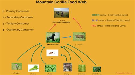 Mountain Gorilla Food Web by Danny Arul on Prezi