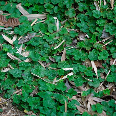 Rubus - Fine Gardening