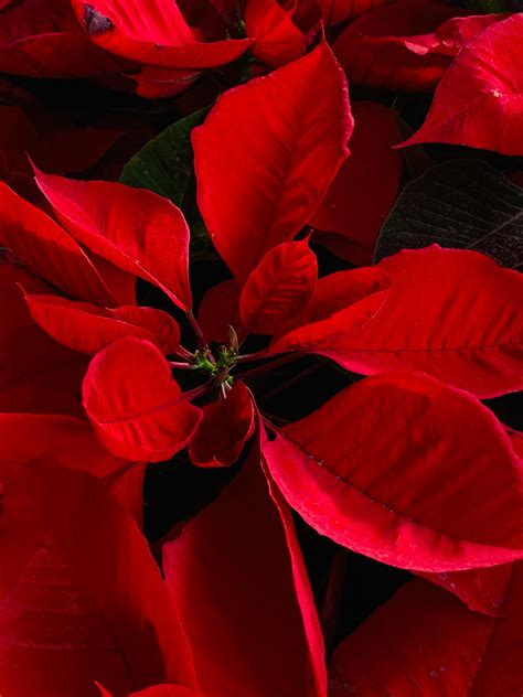 Red Poinsettia Flowers · Free Stock Photo