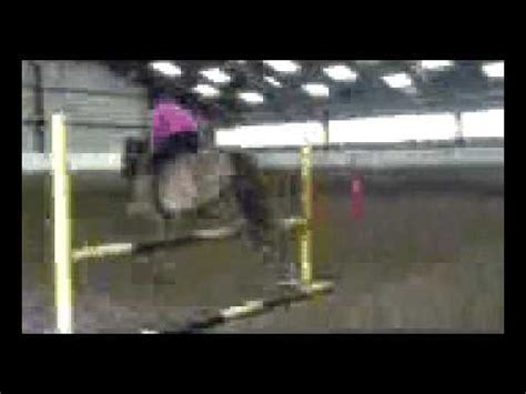 Murton equestrian centre Taz - YouTube