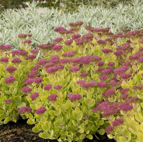 Sedum spurium ‘John Creech’ – Blue Sky Nursery