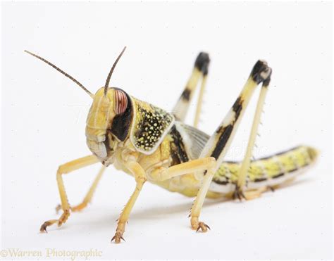 Desert Locust photo WP11170