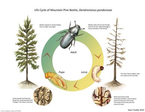 Ground Beetle Life Cycle