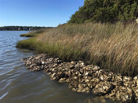 NC Coastal Federation Receives $1 Million For Living Shoreline Projects In Carteret, Pamlico ...