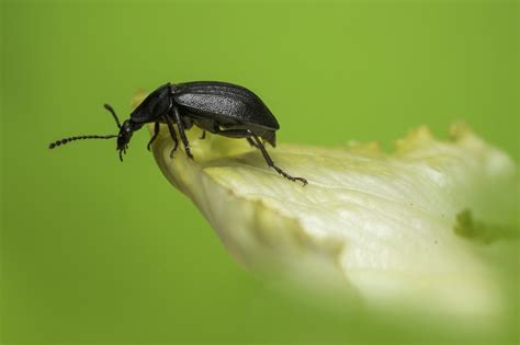 Kleine schwarze Käfer - 10 Käfer vorgestellt! - Landlive.de