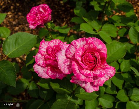 Variegated Roses Photograph by Allen Sheffield