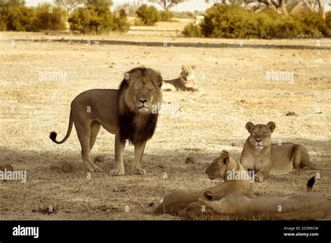 Cecil the Lion and his pride in Hwange National Park, Mono. Zimbabwe ...