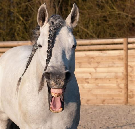 Understanding Horse Sounds: A Guide To Equine Communication