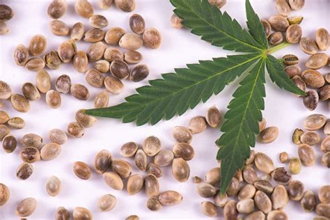 Is It Safe to Smoke Marijuana Seeds? | Leafbuyer