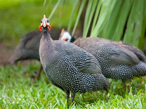 Guinea Fowl - Curacao ZOO - [Parke Tropikal]