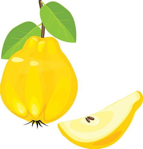 2,300+ Quince Stock Illustrations, Royalty-Free Vector Graphics & Clip Art - iStock