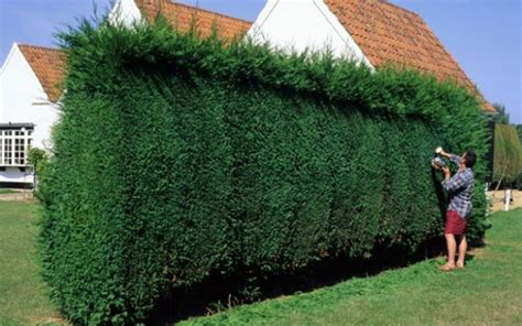 Caring for your Leylandii hedge - H is for Home Harbinger