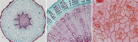 Introduction to Vascular Plant Structure - Digital Atlas of Ancient Life