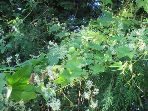 Pesty Plant-Wild Cucumber