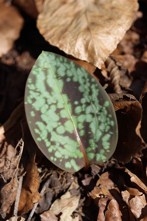 Plant World: Erythronium dens-canis