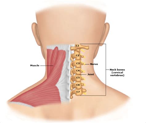 Neck Pain Back Of Neck Anatomy / Maybe you would like to learn more about one of these?