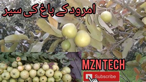 Amrud ka Bag ka Visit|Guava Farming in pakistan - YouTube