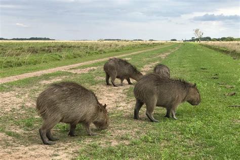 Ibera Safari: Experience Capybaras and Caimans Habitat in Wildlife Wetlands: Book Tours ...