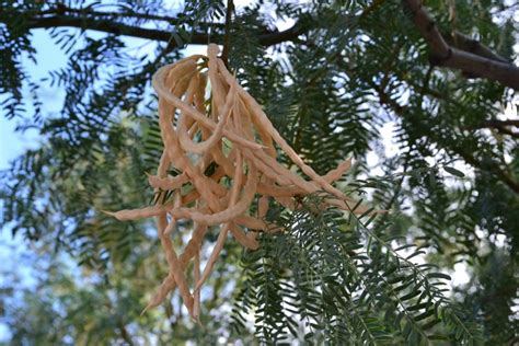 Mesquite Flour, an Arizona Native - Fill Your Plate Blog