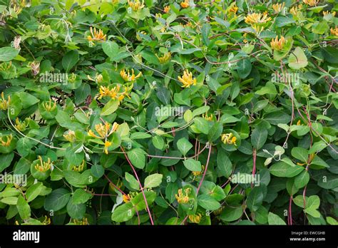 Chinese honeysuckle hi-res stock photography and images - Alamy