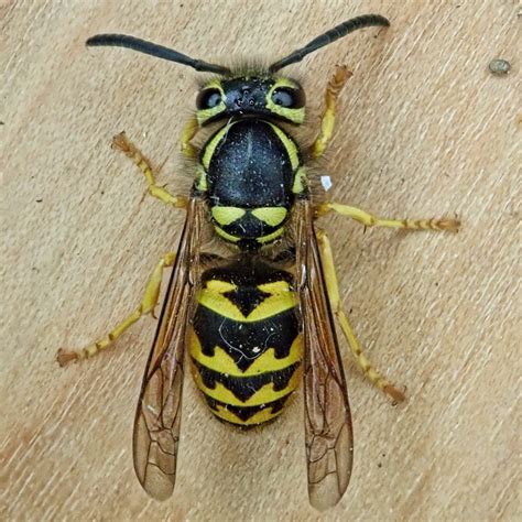 Vespula pensylvanica (Western Yellowjacket) – 10,000 Things of the ...