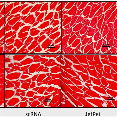 Cross sections of muscle fibers observed with optical microscope at... | Download Scientific Diagram