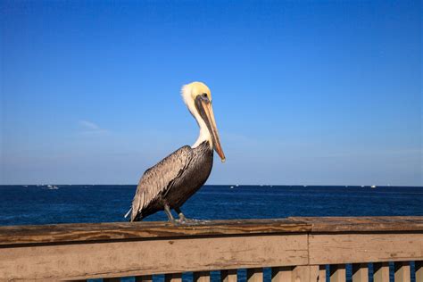 16 Types of Florida Beach Birds (With Pictures) - Birdwatching Tips