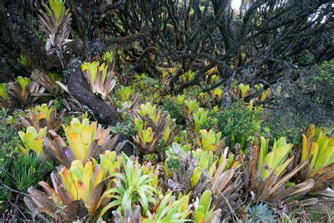 Brocchinia tatei on tepui summit, Canaima National Park, Bolivar, Venezuela | Bromeliads ...