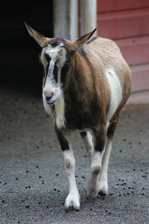 6 Best Dairy Goat Breeds for the Homestead - HubPages