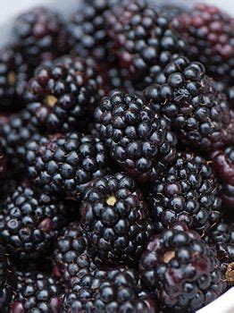 Blackberry Plants, Triple Crown Blackberry, Fruit Plants at Cook's Garden | Fruit plants, Fruit ...