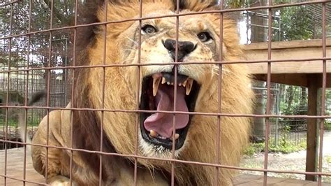 Lion Roar Scares Kid! - YouTube