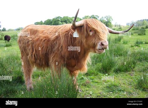 Cow with horns hi-res stock photography and images - Alamy