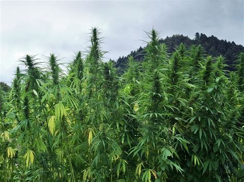 Two-acre ‘ganja’ field destroyed at Onderneeming – camp with 100kg dried marijuana also ...