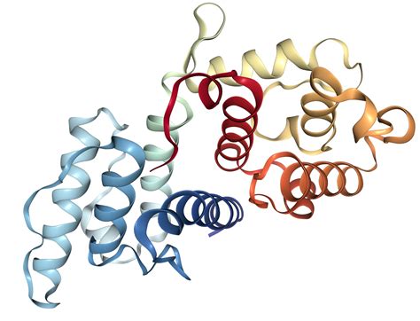 actinin alpha 1/ACTN1 Protein Overview | Sino Biological