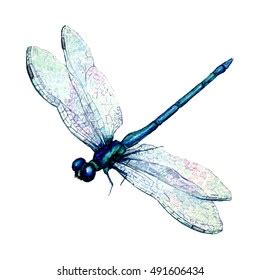 Hand Drawn Watercolor Illustration Green Dragonfly Stock Illustration ...