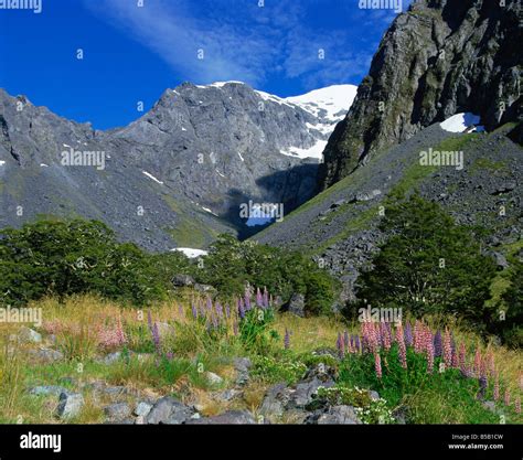 Alpine flowers hi-res stock photography and images - Alamy