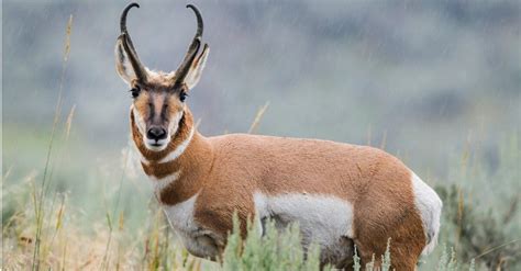 Discover the Largest Pronghorn Ever Caught in Arizona