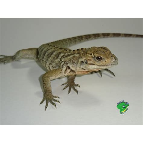 Rhinoceros Iguana - big babies - Strictly Reptiles Inc.