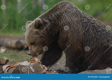 Brown bear eating salmon stock image. Image of bear, north - 9181649