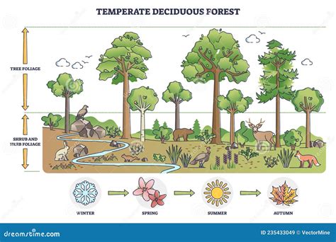 Temperate Deciduous Forest Tree and Shrub Foliage Description Outline ...