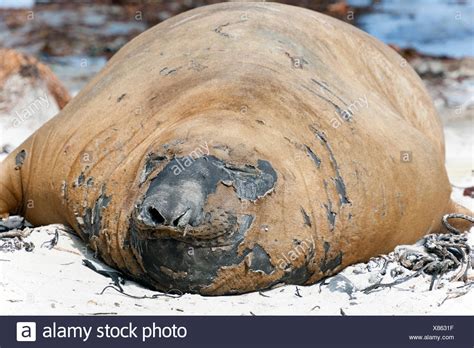 Elephant Seal Molting Beach High Resolution Stock Photography and ...