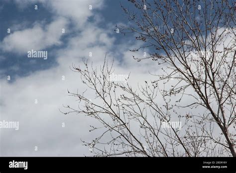 Tree Silhouette Against the Sky Stock Photo - Alamy