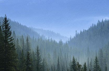 Land Biomes: Taigas (Boreal Forests)