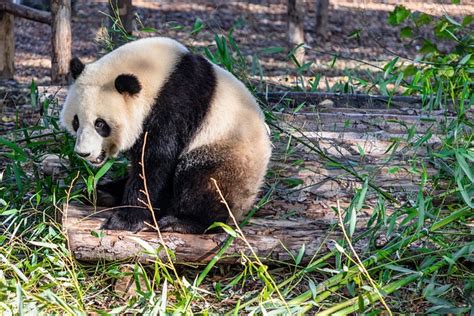 Giant Panda Behavior - BioExpedition