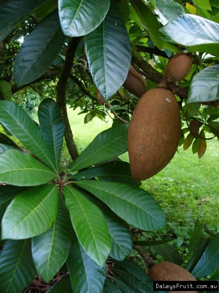 Buy Mamey Sapote Fruit Trees (Pouteria sapota)