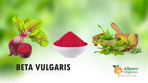 Herbal Extract Manufacturers and Exporters|Allpure Organics